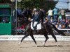 dressage horse Rio de Janeiro 28 (Hanoverian, 2014, from Rotspon)