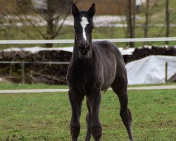 jumper Glasgows Rangers Goofy (Oldenburg show jumper, 2020, from Glasgow van het Merelsnest)