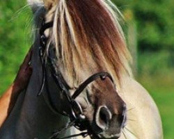 broodmare Kalisha (Fjord Horse, 2010, from Ilmar)