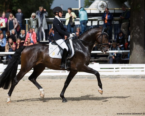 dressage horse Go Twitter (Oldenburg, 2014, from Grey Flanell)