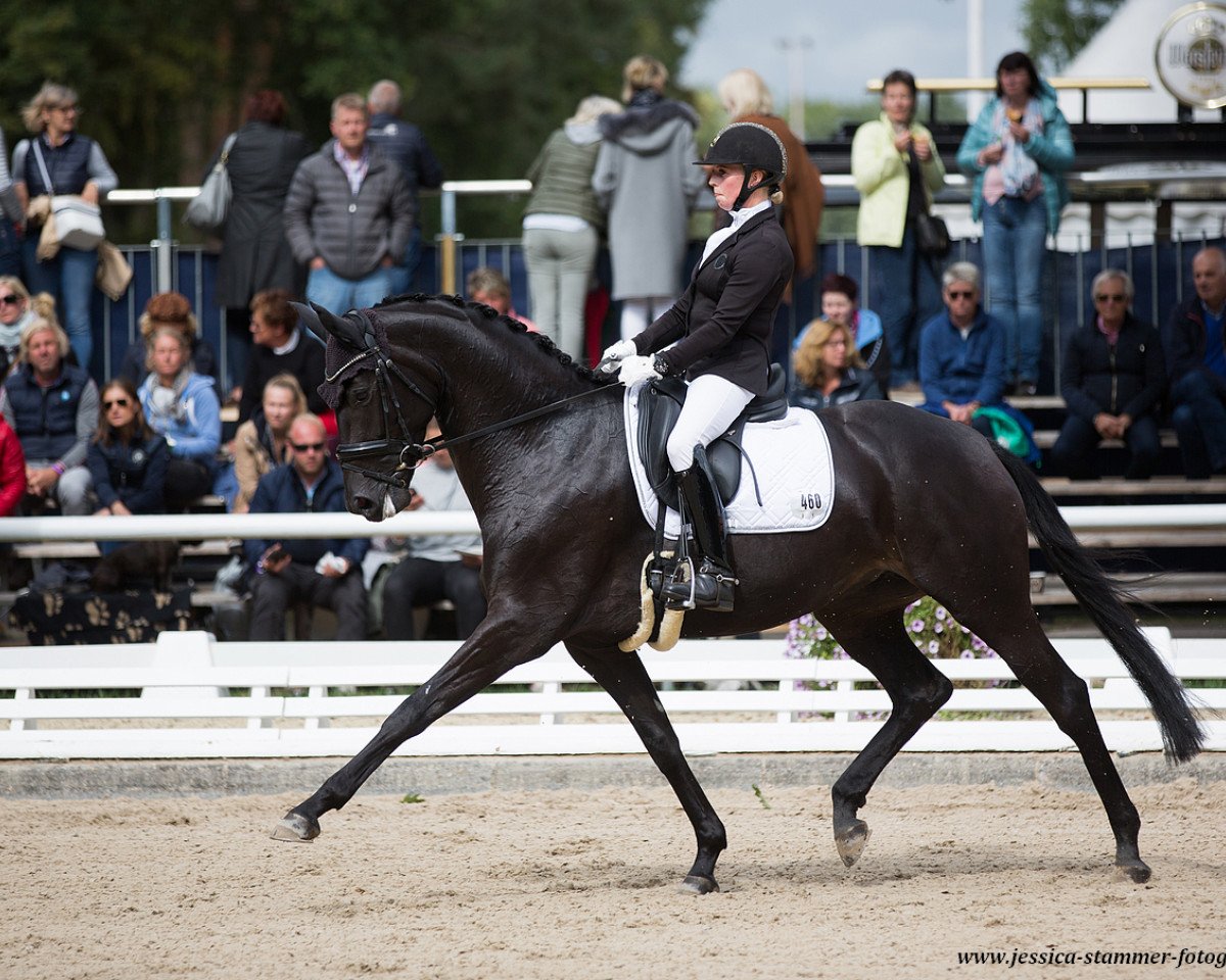 dressage horse GALINA (Oldenburg, 2014, from Grey Flanell)