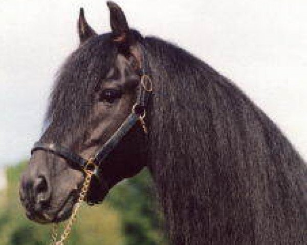 stallion Ruerd (Friese, 1989, from Djurre 284)