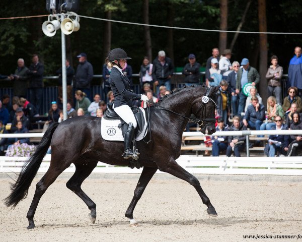 dressage horse Fürstenliebe W (Oldenburg, 2014, from Fürstenball)
