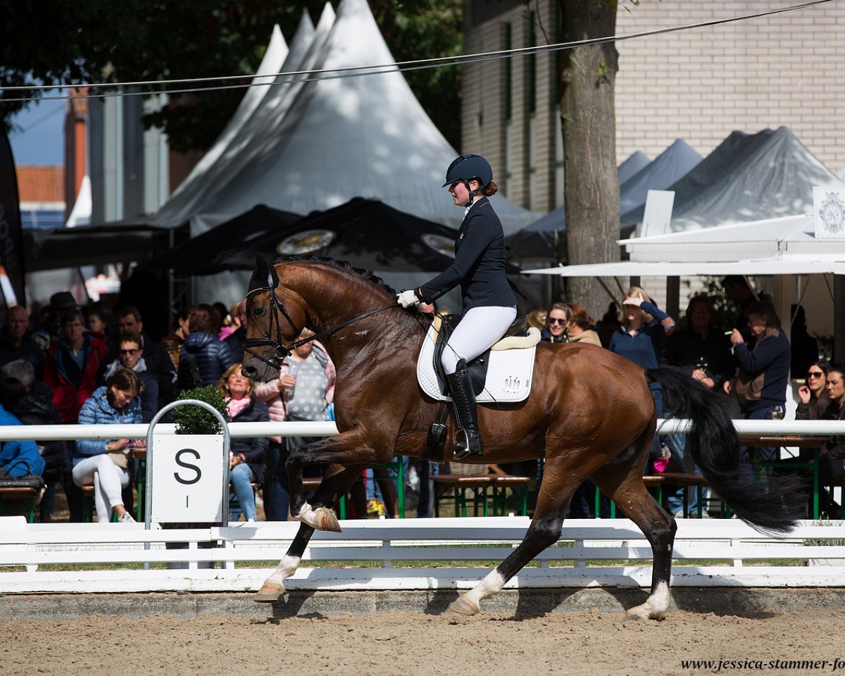 dressage horse Franco Battiato (Oldenburg, 2014, from For Romance I)