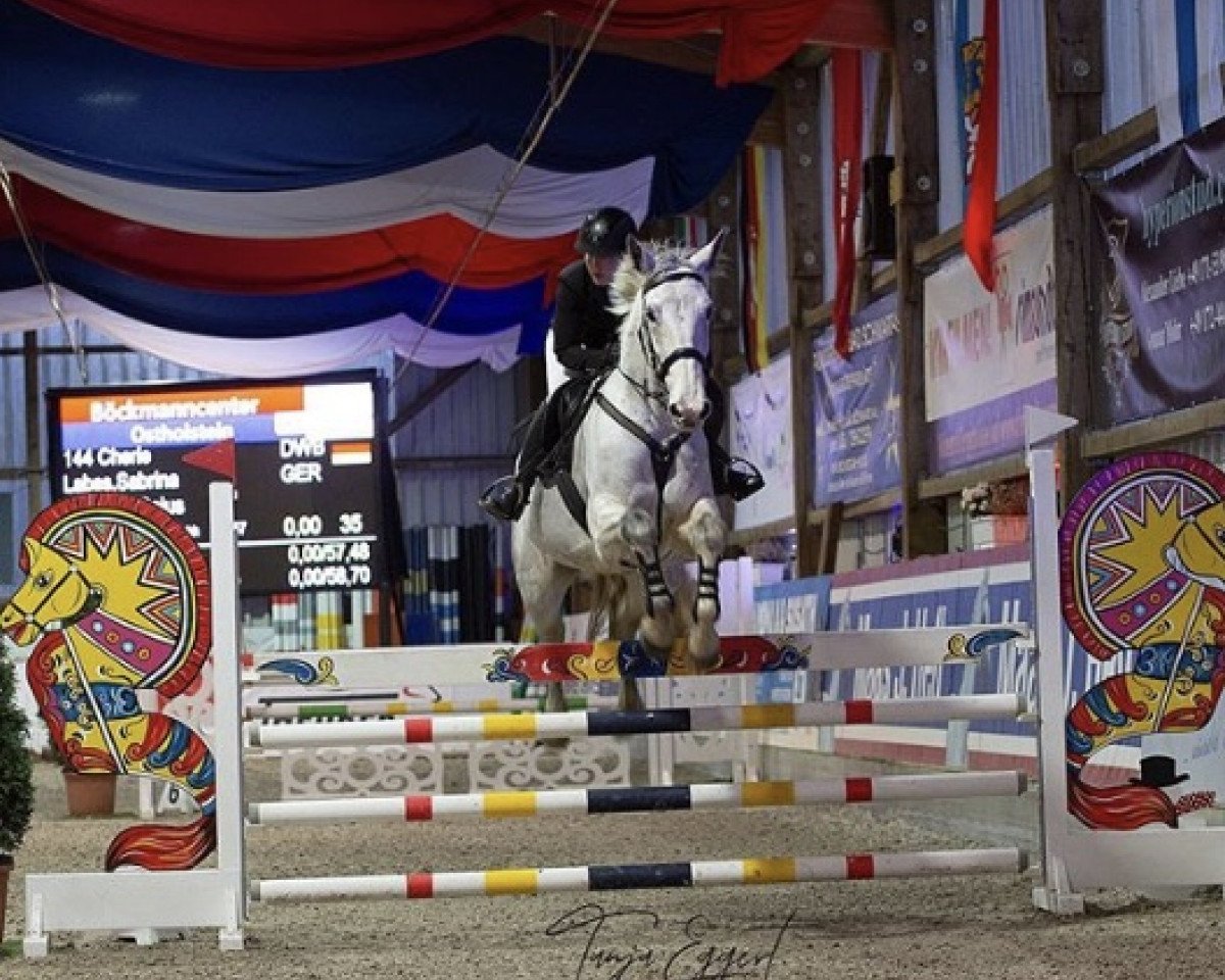 Dressurpferd Cherie 230 (Dänisches Warmblut, 2009, von Casino)
