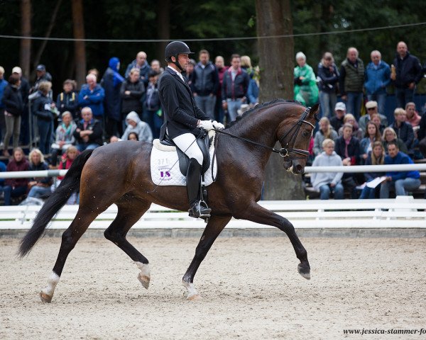 stallion Elitist (Rhinelander, 2014, from Escolar)