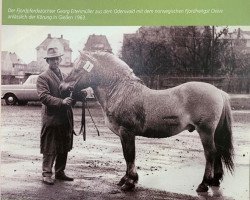 stallion Ølve N.1384 (Fjord Horse, 1944, from Ørstingen N.1148)