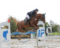 jumper Wilhelmine SW (Hanoverian, 2008, from Weltregent H)