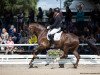 dressage horse Nuit D'or 3 (Hanoverian, 2014, from Negro)