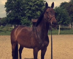 dressage horse Dear Darlin` (Hanoverian, 2010, from Diamond Hit)