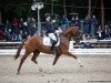 dressage horse Dschamilja (Hanoverian, 2014, from Dancier)