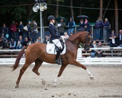 dressage horse Dschamilja (Hanoverian, 2014, from Dancier)