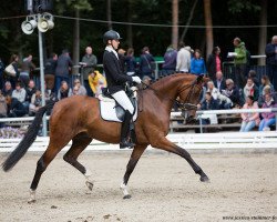 dressage horse Dreamliner 5 (Hanoverian, 2014, from Don Nobless)