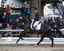 stallion Destar (German Sport Horse, 2014, from Descolari)