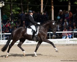 dressage horse Dakito 6 (Hannoveraner, 2014, from Dancier)