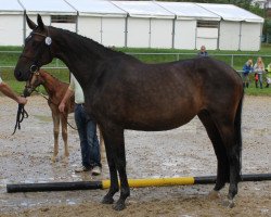 Zuchtstute Ratinia (Hessisches Warmblut, 2002, von Rubin Star N)