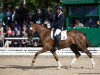 dressage horse D`Augustina (Hanoverian, 2014, from Don Juan de Hus)