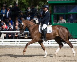 dressage horse D`Augustina (Hanoverian, 2014, from Don Juan de Hus)