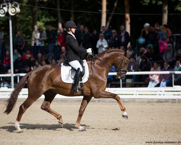 Dressurpferd Bormidou (Oldenburger, 2014, von Bordeaux 28)