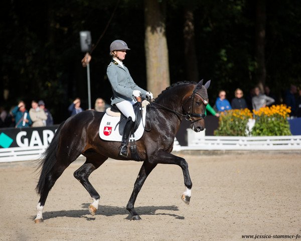 stallion Birmingham (Westphalian, 2014, from Bretton Woods)