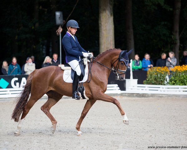 dressage horse Caty OLD (Oldenburg, 2014, from Sir Donnerhall I)