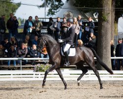 dressage horse Bellevedere (Oldenburg, 2014, from Bretton Woods)