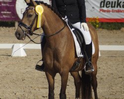 Dressurpferd Daila Mf (Deutsches Reitpony, 2014, von Dreidimensional AT NRW)