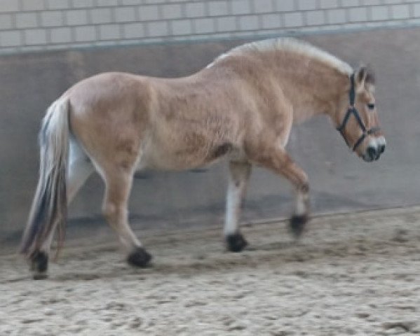 Pferd Hassan (Fjordpferd, 1985, von Hoimar)