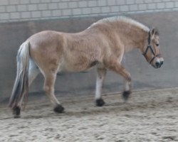 horse Hassan (Fjord Horse, 1985, from Hoimar)