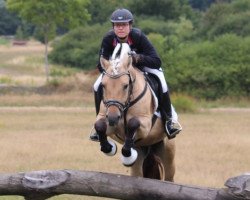 stallion Carlsson Vom Eekbarg (Fjord Horse, 2007, from Østerskov's Cavan)