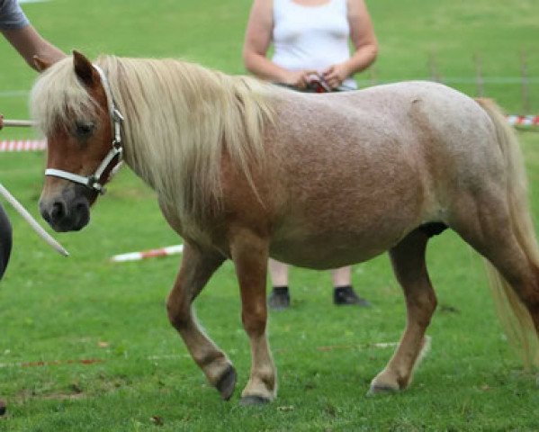 Zuchtstute Silvia van 't Oosterink (Shetland Pony (unter 87 cm), 2002, von Kalypso of Sportview)