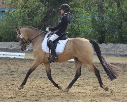 dressage horse Milky Way 81 (German Warmblood, 2008, from Grenzhoehes My Ken)