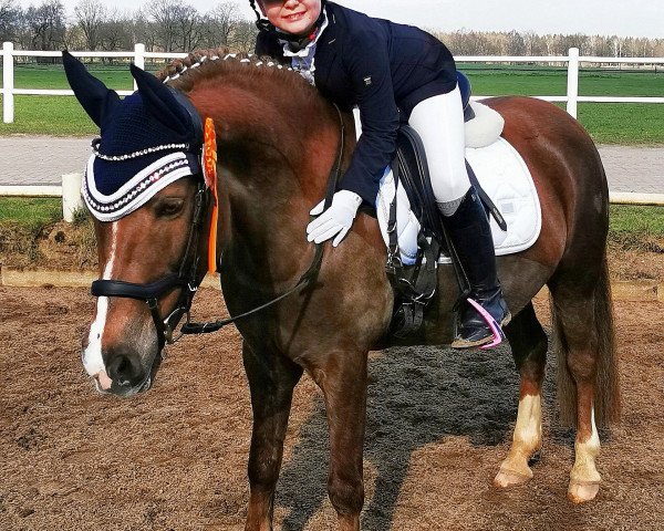 dressage horse Manon 25 (Pony without race description, 2005)