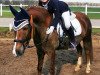 dressage horse Manon 25 (Pony without race description, 2005)