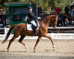 dressage horse Baron Bolligru E (Hanoverian, 2014, from Bordeaux 28)