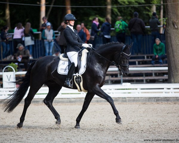 dressage horse Barcelona 64 (Hanoverian, 2014, from Beltano)