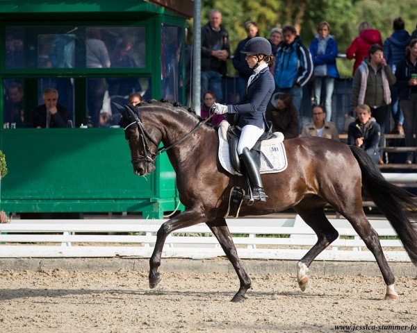 dressage horse Grey Rose (Oldenburg, 2014, from Grey Flanell)