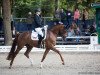 dressage horse Champagne's Fienchen (Oldenburg, 2014, from Franziskus FRH)