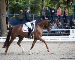 dressage horse Champagne's Fienchen (Oldenburg, 2014, from Franziskus FRH)