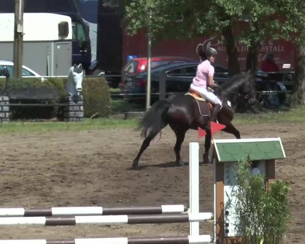 Reitturnier Mettingen 2016