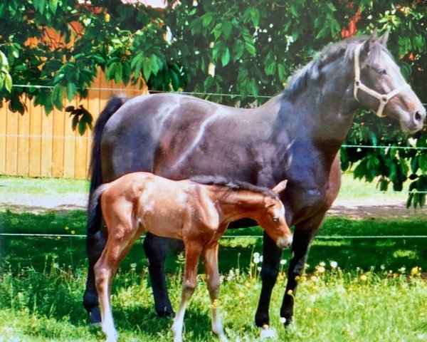 broodmare Florence II (Holsteiner, 1991, from Lord)