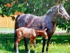 broodmare Florence II (Holsteiner, 1991, from Lord)