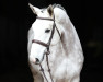 broodmare Una Argentina (Oldenburg show jumper, 2014, from Utrillo van de Heffinck)