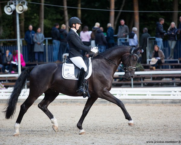 dressage horse DaVinci G (Westphalian, 2014, from Don Juan de Hus)