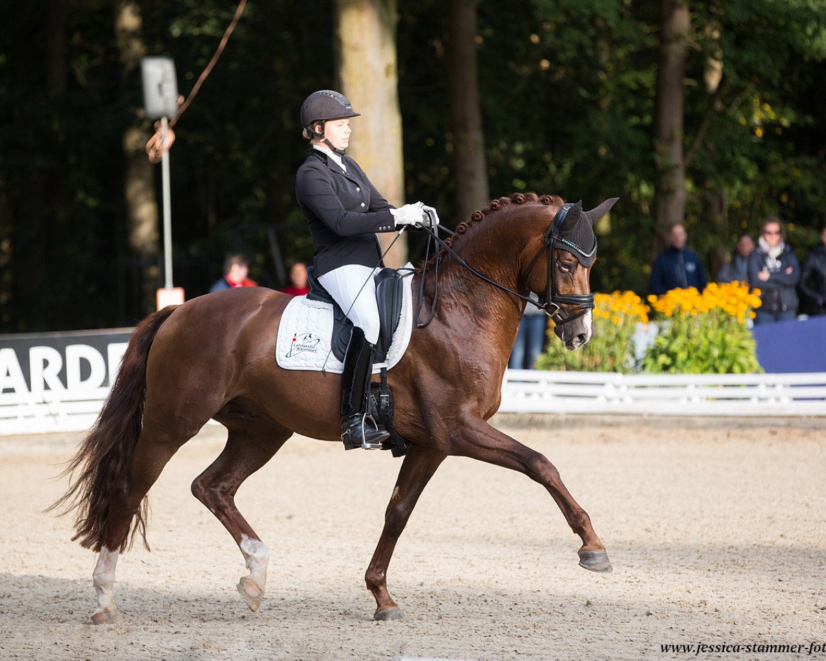 stallion Velvet 117 (Westphalian, 2014, from Van Vivaldi)