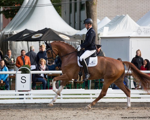 dressage horse Scalino 5 (Westphalian, 2014, from Sir Heinrich OLD)