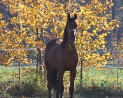 horse Sir Coco (Oldenburger, 2020, from Sir Heinrich OLD)