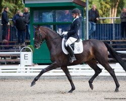 dressage horse Free in Motion (Oldenburg, 2014, from Fürst Larino)