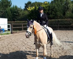 dressage horse Aquarin's Boy (Haflinger, 2000, from Aquarin)