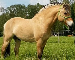 stallion Davinci vom Elbenland (Fjord Horse, 2013, from Dan vom Oderhaff)